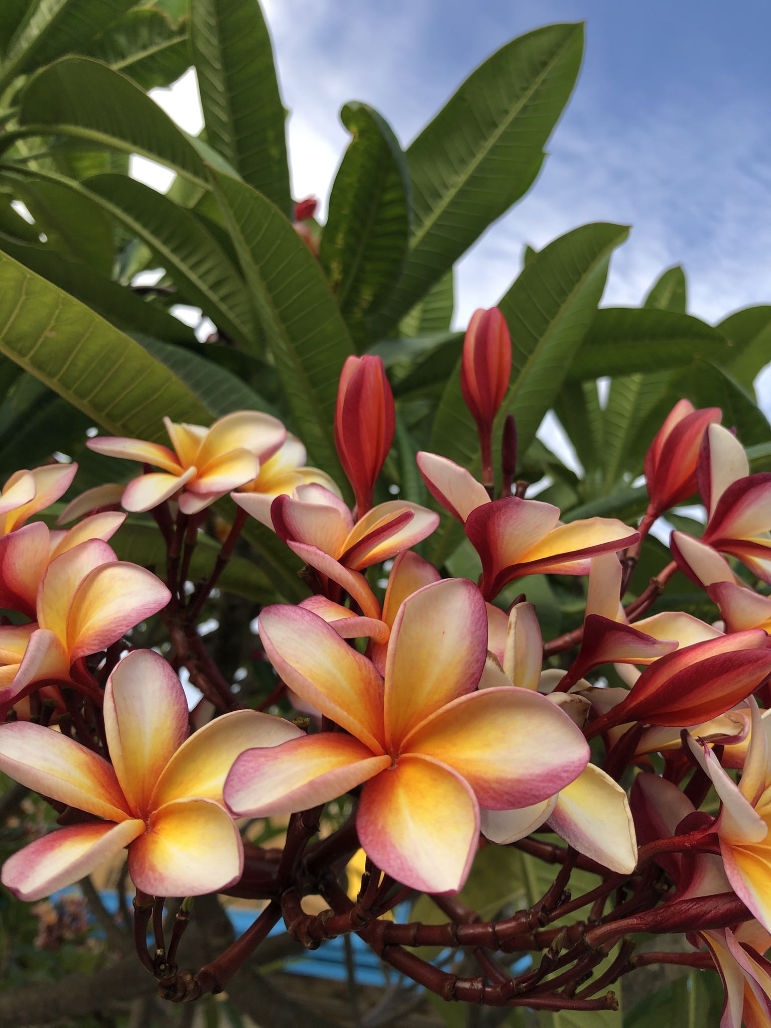 Plumeria rubra